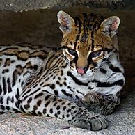 Close up of Ocelot (Leopardus pardalis / Felis pardalis) resting in the shade in rock face, Arizona, USA
<BR><BR>More images at www.arterra.be</P>
